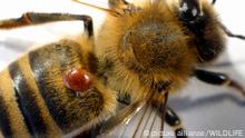 Lassen sich Bienenkrankheiten mit Darmbakterien bekämpfen? 
