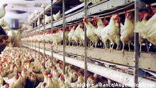 Kawanan ayam di sebuah pabrik peternakan