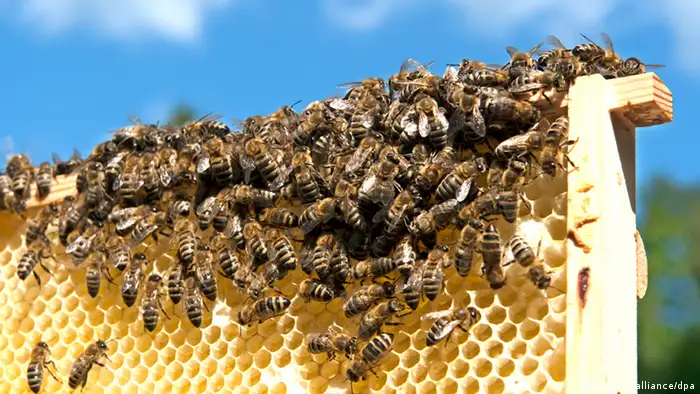 Eine von Carnica-Bienen besetzte Honigwabe, aufgenommen am Mittwoch (25.05.2011) im brandenburgischen Rangsdorf. Um Erkenntnisse zur Schadstoffsituation rund um den neuen Flughafen Berlin Brandenburg (BBI) zu erlangen, führen die Berliner Flughäfen eine wissenschaftliche Studie durch. In einem Bienen-Monitoring werden Honig, Wachs und Bienen auf Schadstoffe untersucht. Foto: Robert Schlesinger dpa/lbn +++(c) dpa - Bildfunk+++