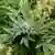 Cannabispflanze in den USA
