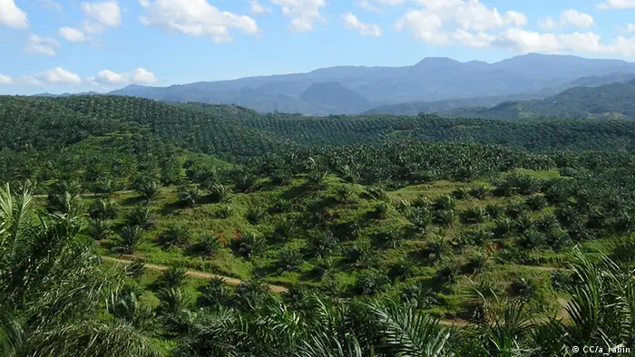 Palmölplantage 