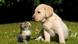 Hund und Katze © Carola Schubbel #38411802 Hund und Katze © Carola Schubbel #38411802