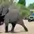 Um elefante atravessa o caminho no Parque Nacional de Chobe, no Botswana, seguido de um veículo todo-o-terreno que transporta turistas