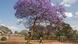 A landscape in Kenya A landscape in Kenya