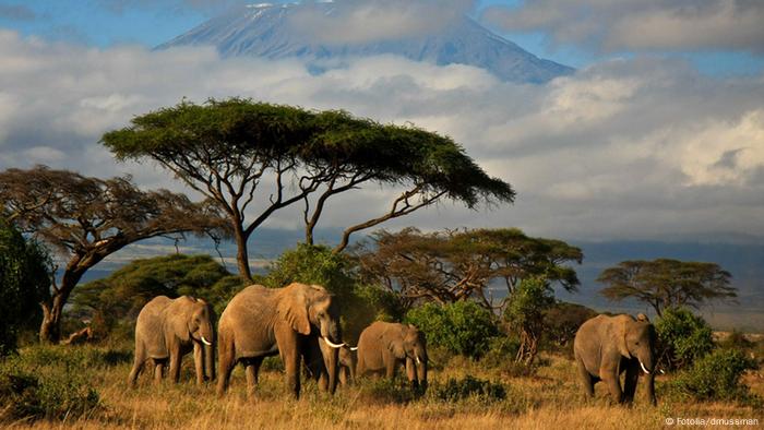 Las nuevas carreteras de África podrían dañar el medio ambiente | Proteccion del medioambiente | DW | 07.07.2015