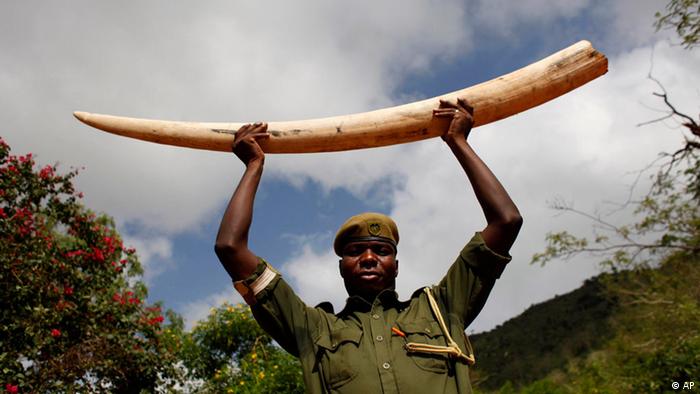 A ranger holds up an elephant tusk in Tsavo National Park in Kenya
Photo: ddp images/AP Photo/Karel Prinsloo