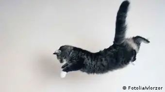 Katze im Sprung Katzensprung