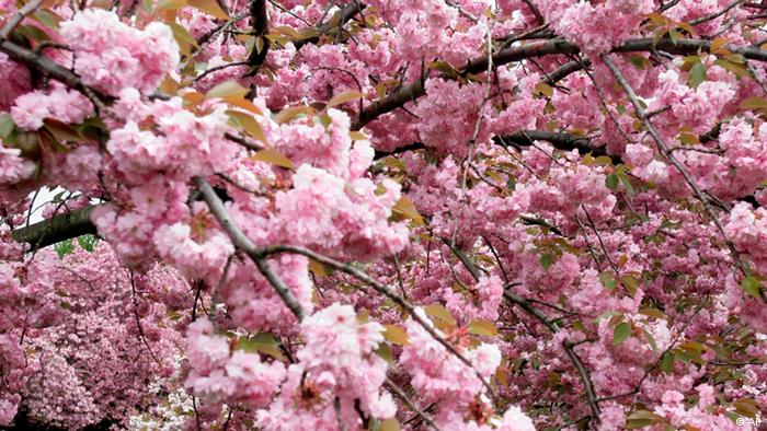 The Endangered Beauty Of Cherry Blossoms Around The World All Media Content Dw 31 03 2017