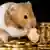 Hamster nibbling away at euro coins