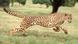 Бегущий гепард Бегущий гепард