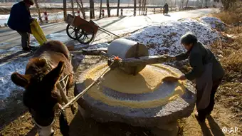 An elderly woman grains corn using a donkey-powered mill near a village in Huairou, Beijing's northeastern outskirt, China, Sunday, Dec. 14, 2008. China on Thursday marks the 30th anniversary of when the country began its economic reforms. The capitalistic changes transformed the lives of many of the country's 1.3 billion people. Hundreds of millions have been lifted out of poverty but many parts of the Chinese countryside have not seen the same breakneck development as urban centers. (ddp images/AP Photo/Alexander F. Yuan) +++AP+++
