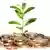 Money and plant. Isolated on white background. aspiration; background; bank; banking; bill; branch; business; care; cash; coin; concept; currency; development; earnings; economic; energy; euro; europe; finance; flower; gold; green; grow; growth; heap; help; home; ideas; improvement; interest; investment; isolated; leaf; loan; many; market; monetary; money; nature; pile; plant; progress; savings; seed; success; symbol; tree; wealth; white