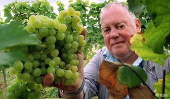Feldhüter Reinhold Wiedemann erntet am 21.8.2002 in Neustadt-Mußbach den ersten neuen Wein der Rebsorte Ortega.
