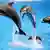delfin en acrobacia © davidpitu #28124646