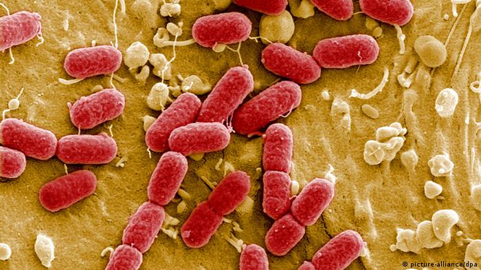 البكتيريا في أمعاء جسم الإنسان وظائف حيوية وأنواع لا حصر لها علوم وتكنولوجيا آخر الاكتشافات والدراسات من Dw عربية Dw 20 11 2012