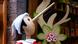 Pinocchio Pinocchio