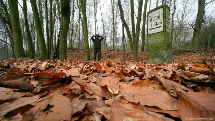 The forest floor with a forester in the background 