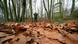 Grumsin forest, pictures here in fall, has been part of the natural World Heritage Site "Ancient Beech Forests of Germany" since 2011, along with four other beech forests in Germany: Jasmund National Park, the forest of Serrahn, the Kellerwald-Edersee National Park and Hainich National Park. Grumsin forest, pictures here in fall, has been part of the natural World Heritage Site "Ancient Beech Forests of Germany" since 2011, along with four other beech forests in Germany: Jasmund National Park, the forest of Serrahn, the Kellerwald-Edersee National Park and Hainich National Park.