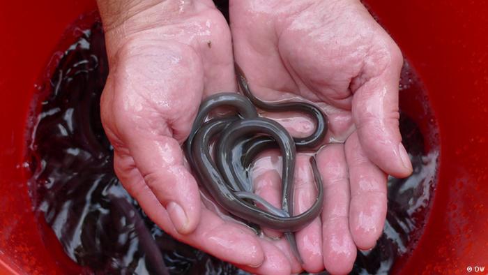 Hand holding young eels prepared for restocking in Rhine river Copyright: Kate Hairsine, DW Mai 2012