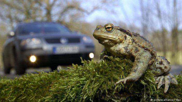 A toad sits on moss by the roadside (Photo: Patrick Pleul)
