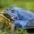 Mating moor frogs