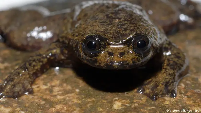 A Bornean flat-headed frog (Photo: David Bickford) 