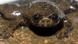 A Bornean flat-headed frog (Photo: David Bickford)
A Bornean flat-headed frog (Photo: David Bickford)