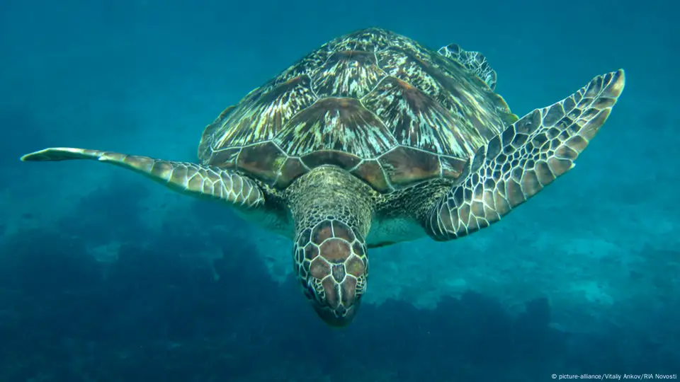 Endangered hawksbill turtle shell trade is much bigger than scientists ever  suspected