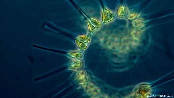 DW eco@africa - Phytoplankton (NOAA MESA Project)