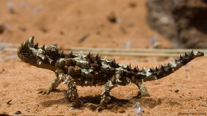 Lézard diable épineux. 