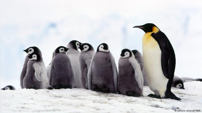 Emperor penguins with baby penguins 