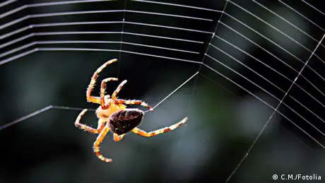 Spinne im Netz (Foto: fotalia)