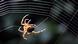 Spinnennetz Fotolia Spinnennetz Fotolia