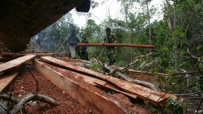 An illegal logging site in Indonesia (photo: (ddp images/AP Photo/Heri Juanda)