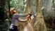 The picture shows a worker with chainsaw cuting tree in jungle, Itacoatiara , Amazonas, Brazil. The picture shows a worker with chainsaw cuting tree in jungle, Itacoatiara , Amazonas, Brazil.