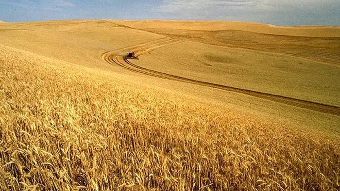 Wheat harvest on the Palouse, Idaho, USA Beschreibung English: Wheat harvest on the Palouse, Idaho, USA Datum vor Dezember 2004(2004-12) Urheber: unbekannt Quelle: Wikipedia Link: http://commons.wikimedia.org/wiki/File:Wheat_harvest.jpg?uselang=de Rechte: This image or file is a work of a United States Department of Agriculture employee, taken or made during the course of an employee's official duties. As a work of the U.S. federal government, the image is in the public domain.