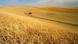Wheat harvest on the Palouse, Idaho, USA Beschreibung English: Wheat harvest on the Palouse, Idaho, USA Datum vor Dezember 2004(2004-12) Urheber: unbekannt Quelle: Wikipedia Link: http://commons.wikimedia.org/wiki/File:Wheat_harvest.jpg?uselang=de Rechte: This image or file is a work of a United States Department of Agriculture employee, taken or made during the course of an employee's official duties. As a work of the U.S. federal government, the image is in the public domain. Wheat harvest on the Palouse, Idaho, USA Beschreibung English: Wheat harvest on the Palouse, Idaho, USA Datum vor Dezember 2004(2004-12) Urheber: unbekannt Quelle: Wikipedia Link: http://commons.wikimedia.org/wiki/File:Wheat_harvest.jpg?uselang=de Rechte: This image or file is a work of a United States Department of Agriculture employee, taken or made during the course of an employee's official duties. As a work of the U.S. federal government, the image is in the public domain.
