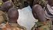 Südsudanesische Soldaten studieren eine Landkarte (Foto:AP/dapd). Südsudanesische Soldaten studieren eine Landkarte (Foto:AP/dapd).