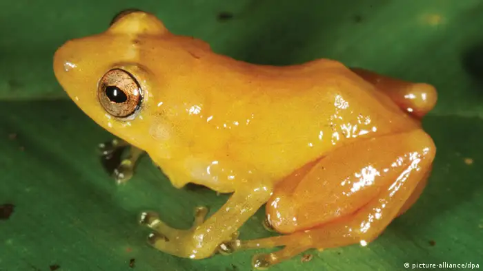 A yellow dyer frog (Photo: Andreas Hertz)