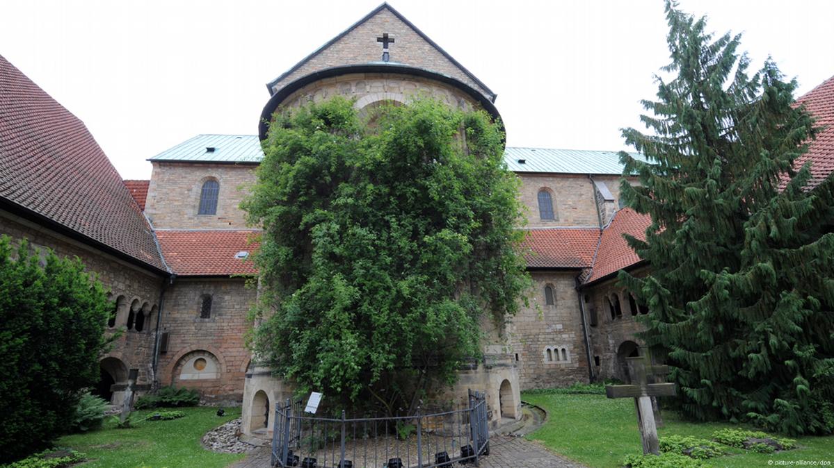 Tausendjähriger Rosenstock In Hildesheim Zeigt Erste Blüten – DW – 14. ...