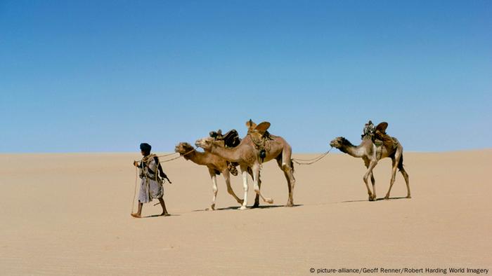 Do Camels Really Store Water In Their Humps Conservation Dw 23 03 2018