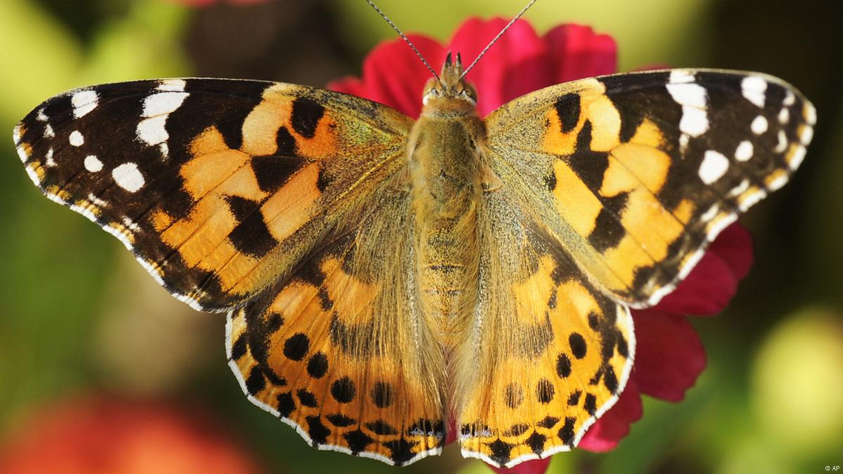 colors of butterfly wings