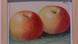 Одна из "яблочных картин" Айгнера Одна из "яблочных картин" Айгнера