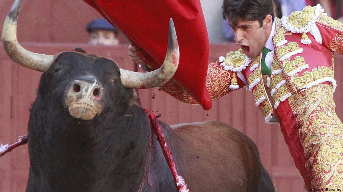 Stier Rot Does the color red really make bulls angry?