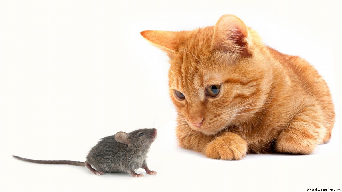 Kinky Chemical Reaction How Cats Can Control Mice Dw 07 09 2015