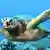 A sea turtle swims across a coral reef +++(c) dpa - Bildfunk+++