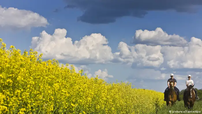 Reiterinnen und Rapsfeld in Brandenburg Deutschland