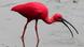 A Scarlet Ibis searches for food in a stream A Scarlet Ibis searches for food in a stream