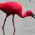 A Scarlet Ibis searches for food in a stream