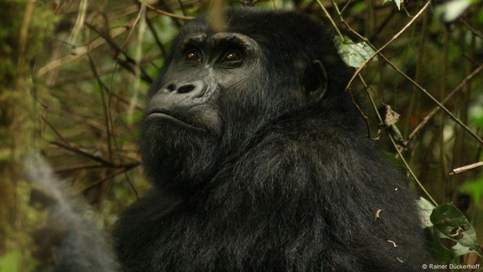 Berggorillas in Uganda